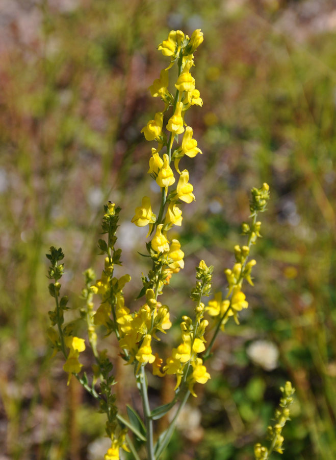 Image of Linaria genistifolia specimen.