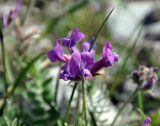 Oxytropis lazica. Соцветие. Кабардино-Балкария, Эльбрусский р-н, долина р. Адыр-Су, ≈ 2200 м н.у.м., каменистый берег реки. 12.07.2016.