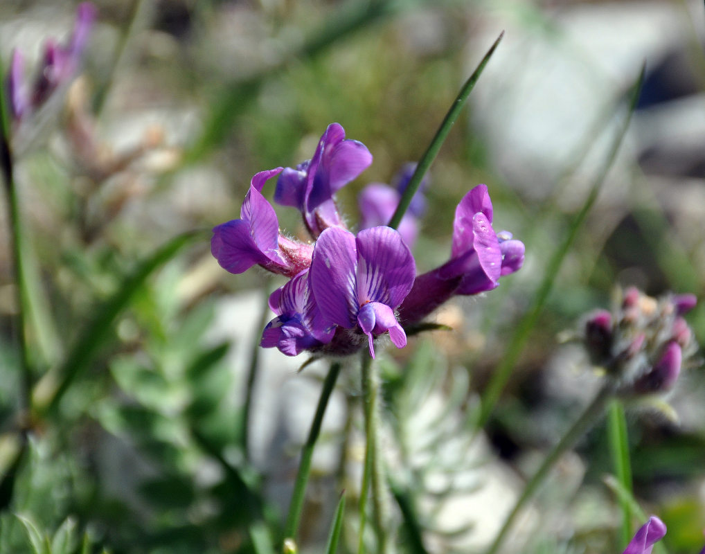 Изображение особи Oxytropis lazica.