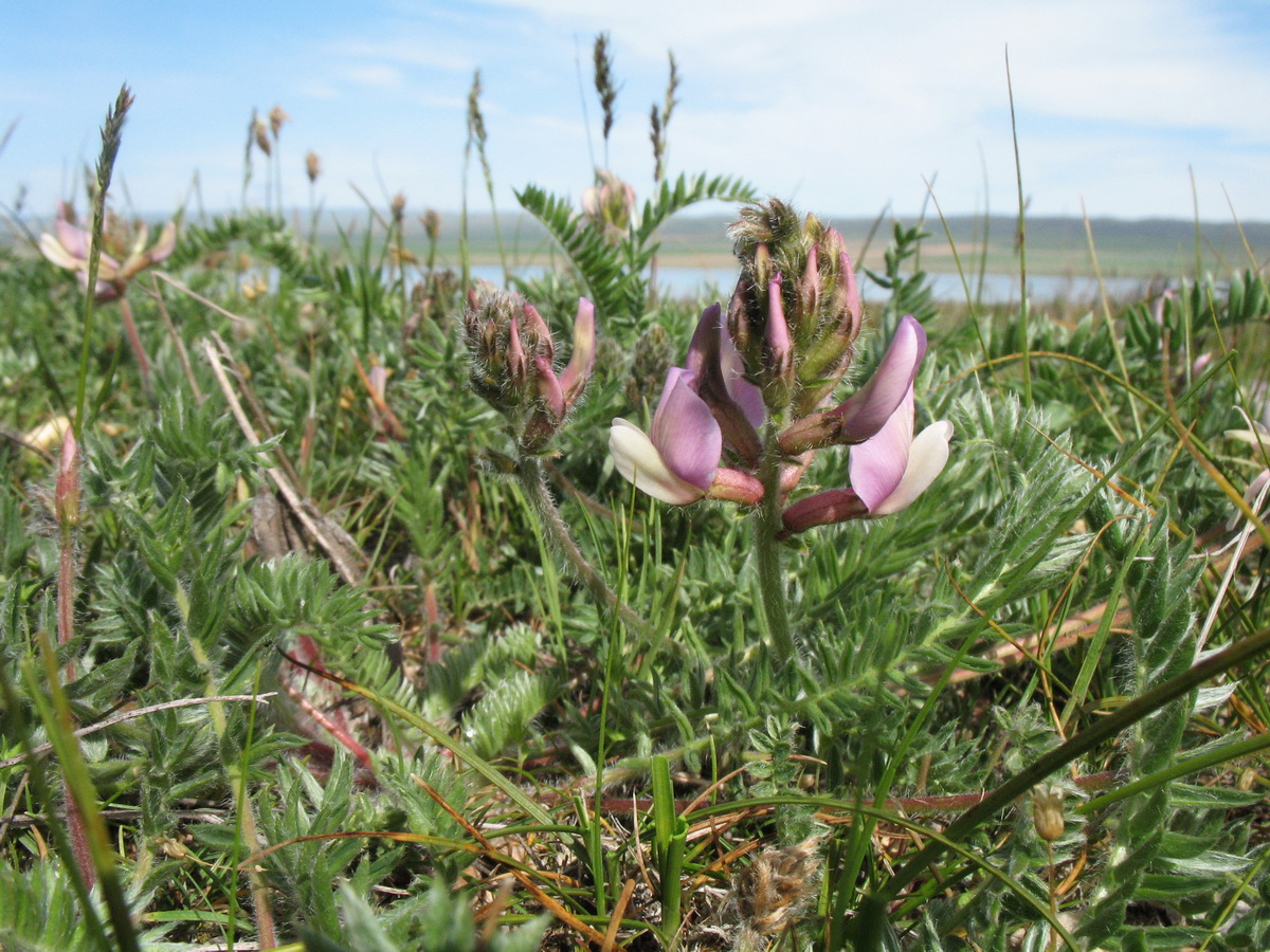 Изображение особи Oxytropis pilosissima.