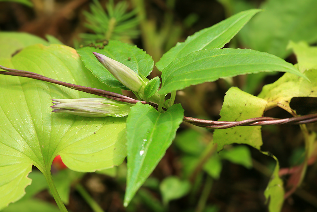 Image of Crawfurdia japonica specimen.