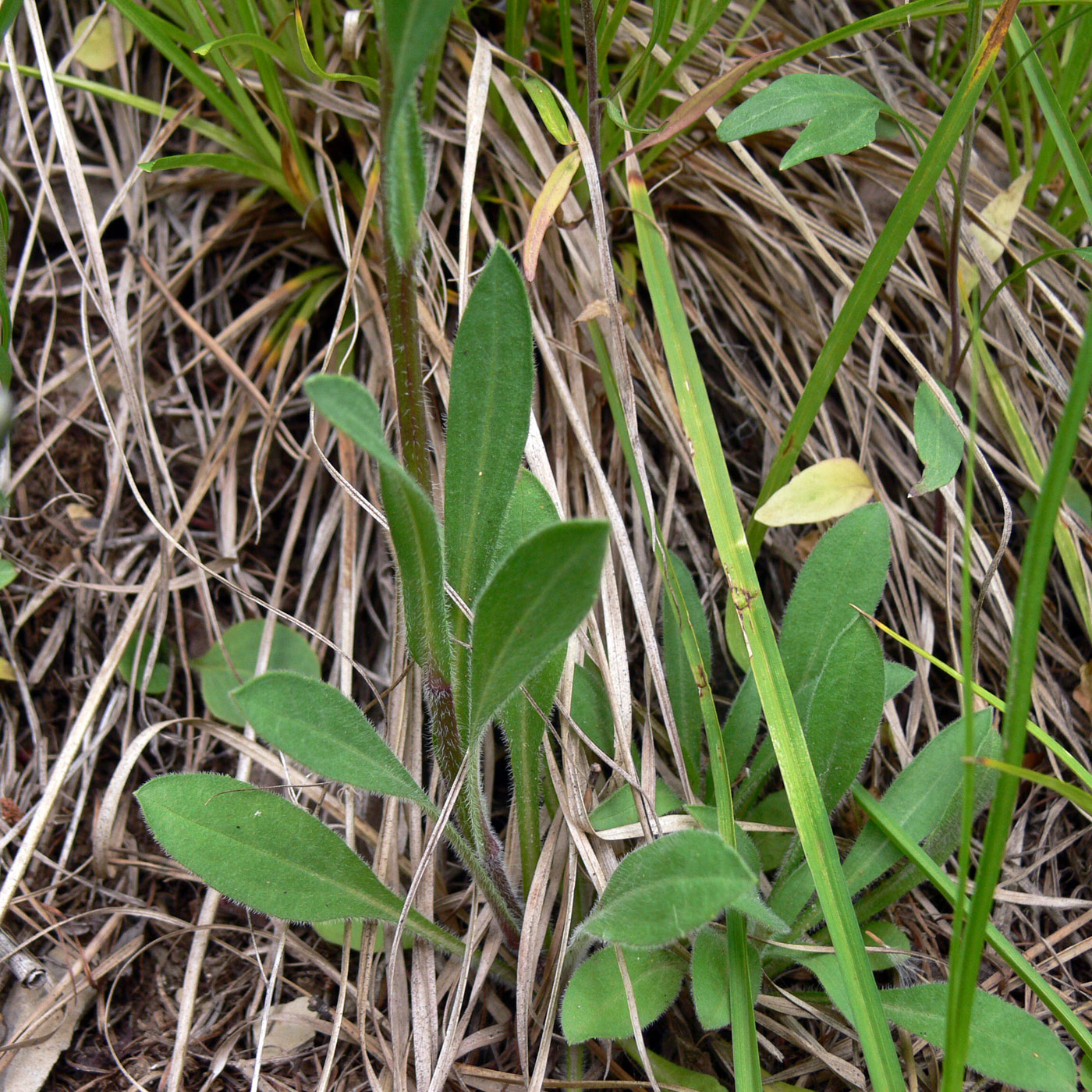 Image of Erigeron acris specimen.