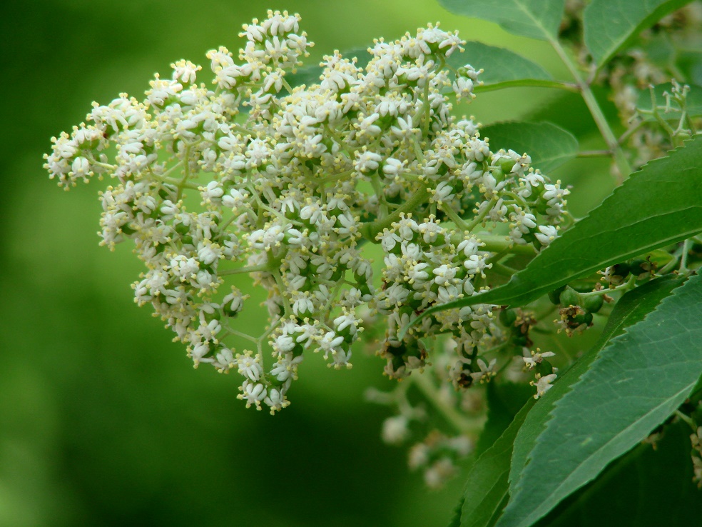 Image of genus Sambucus specimen.