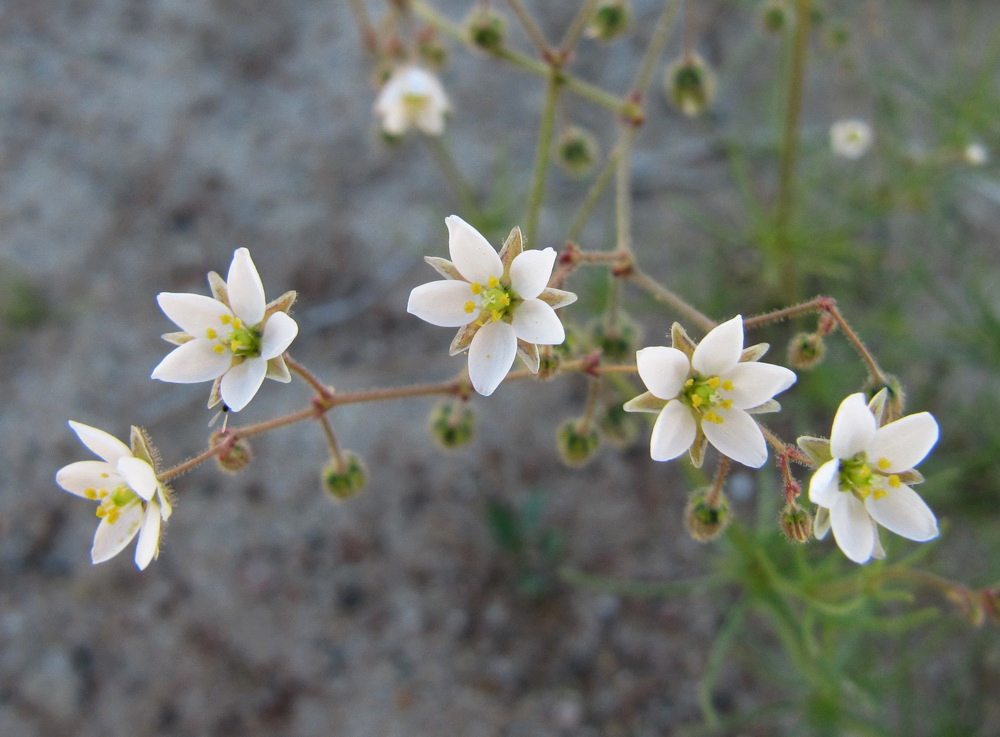 Изображение особи Spergula arvensis.