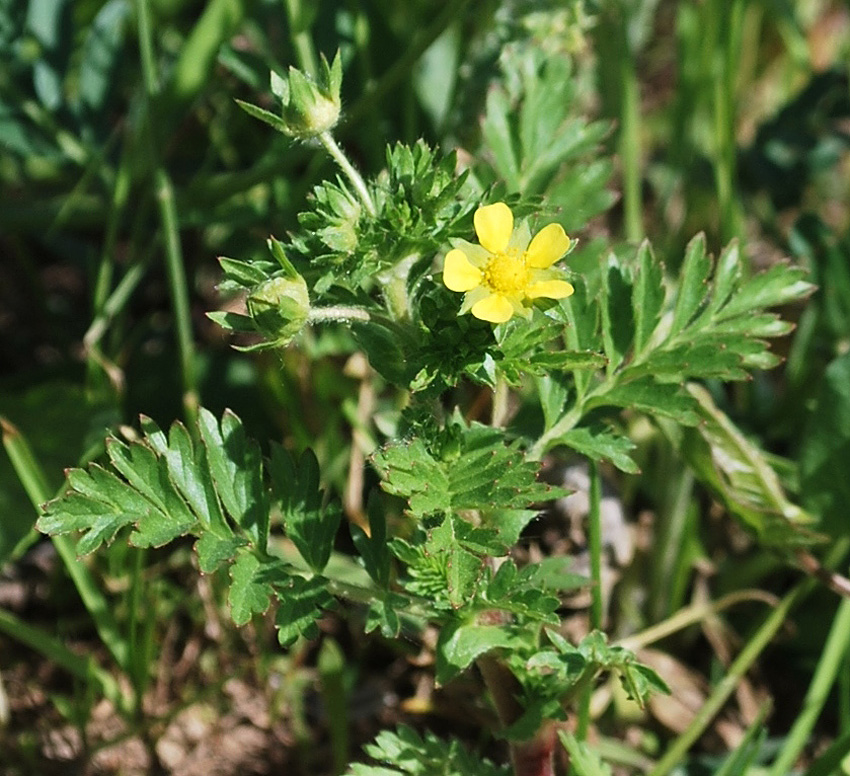 Image of Potentilla supina specimen.