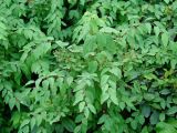 Spiraea flexuosa