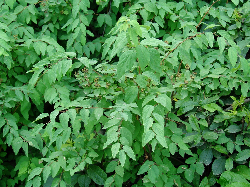 Изображение особи Spiraea flexuosa.