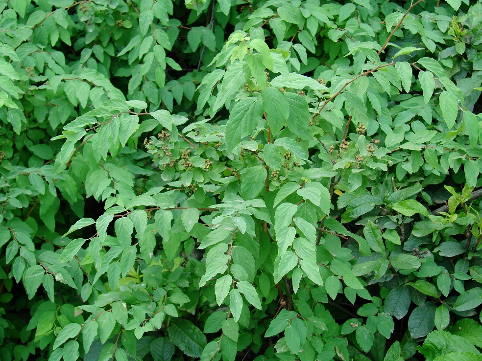 Изображение особи Spiraea flexuosa.