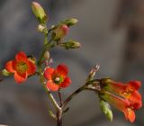 genus Kalanchoe