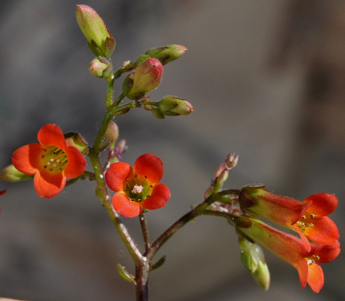 Image of genus Kalanchoe specimen.