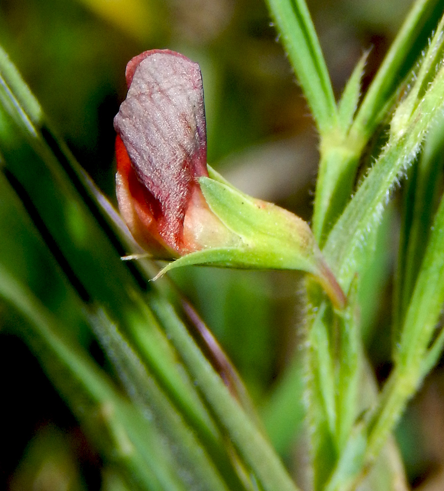 Image of Lathyrus sphaericus specimen.