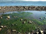 Zostera marina. Вегетирующие растения. Магаданская обл., окр. г. Магадан, бухта Нагаева, приливно-отливная полоса (литораль). 07.09.2016.