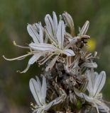 Asphodeline taurica