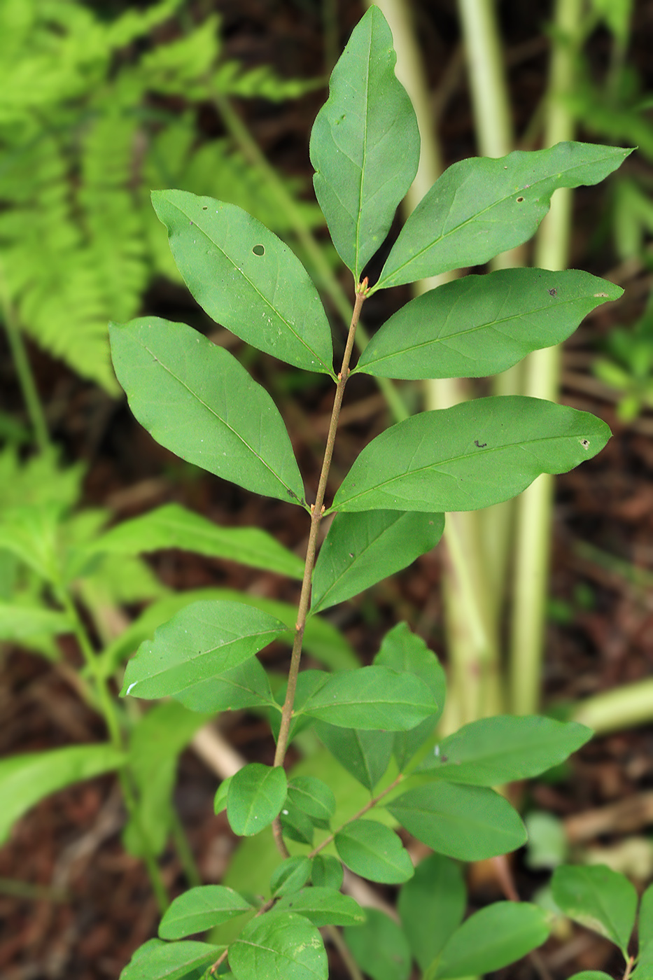 Image of Ligustrum yezoense specimen.