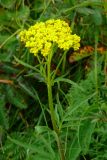 Patrinia scabiosifolia. Верхушка цветущего растения. Сахалинская обл., о. Шикотан, гора Шикотан, горное редколесье. 14 августа 2011 г.