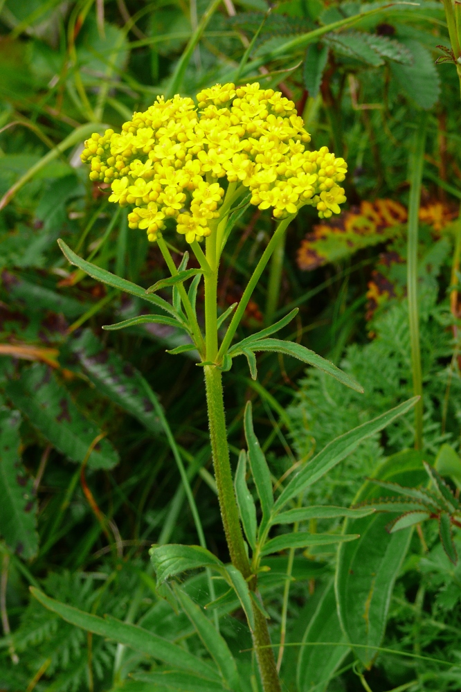 Изображение особи Patrinia scabiosifolia.