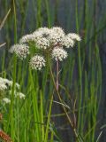 Cicuta virosa