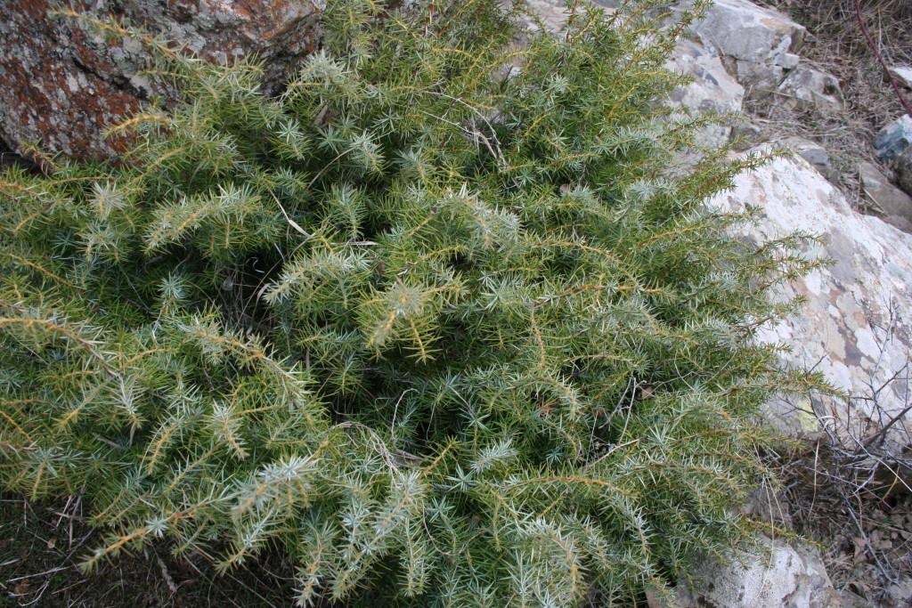 Изображение особи Juniperus hemisphaerica.