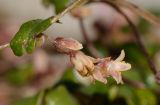 Smilax aspera