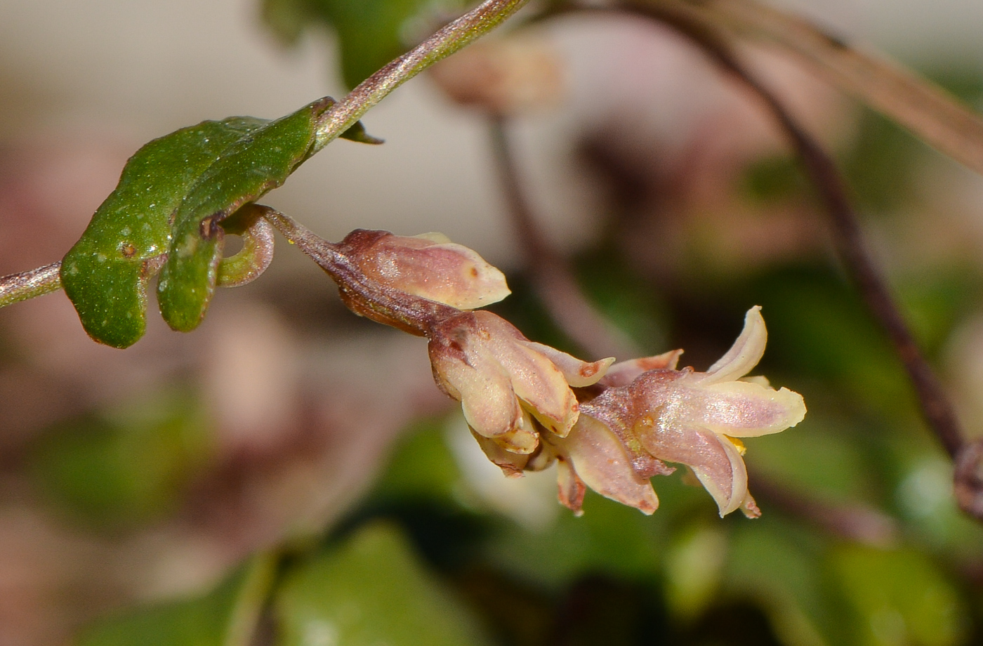 Image of Smilax aspera specimen.