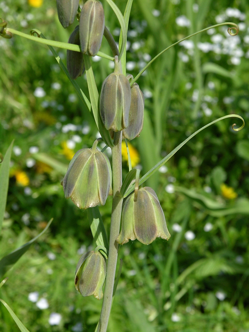 Изображение особи Fritillaria olgae.