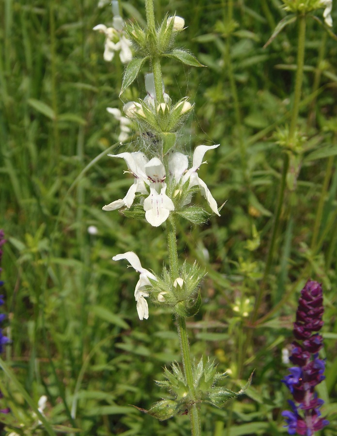 Image of Stachys recta specimen.