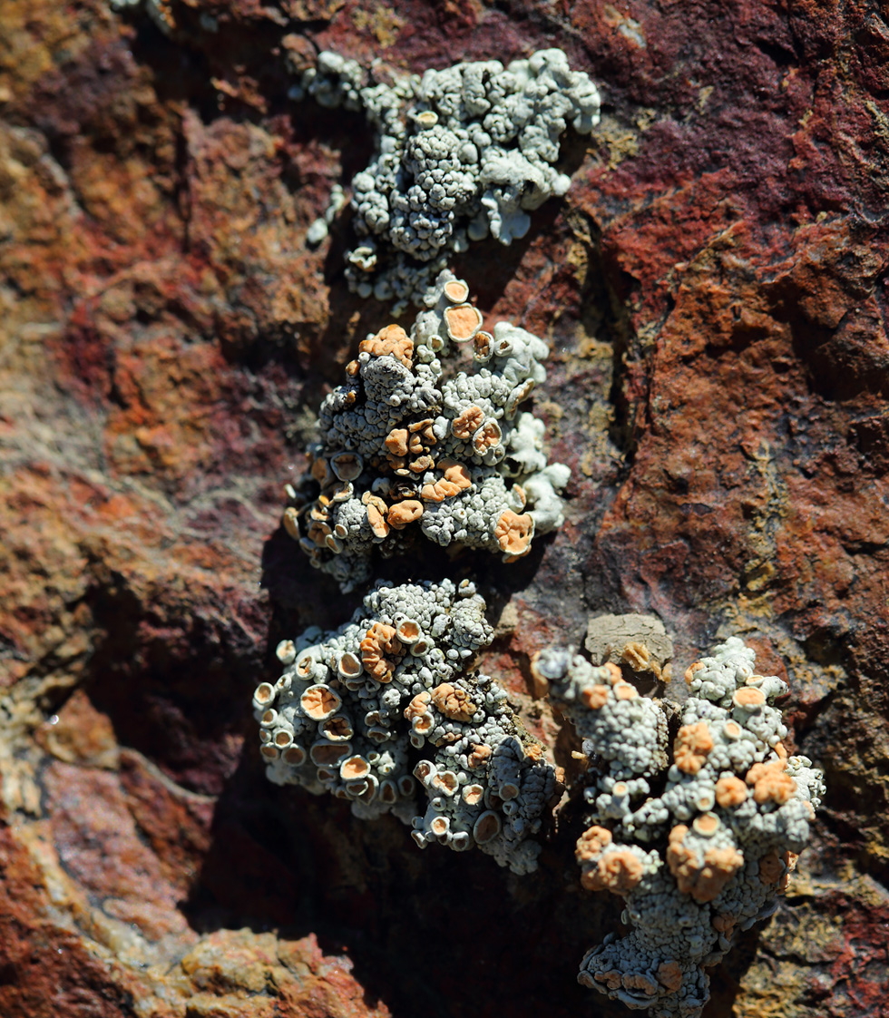 Image of genus Rhizoplaca specimen.