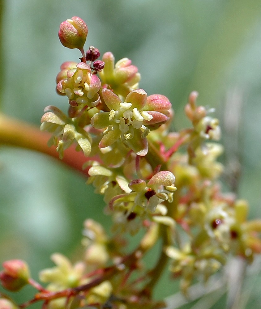 Image of Rheum tataricum specimen.