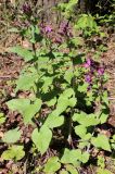 Lunaria annua