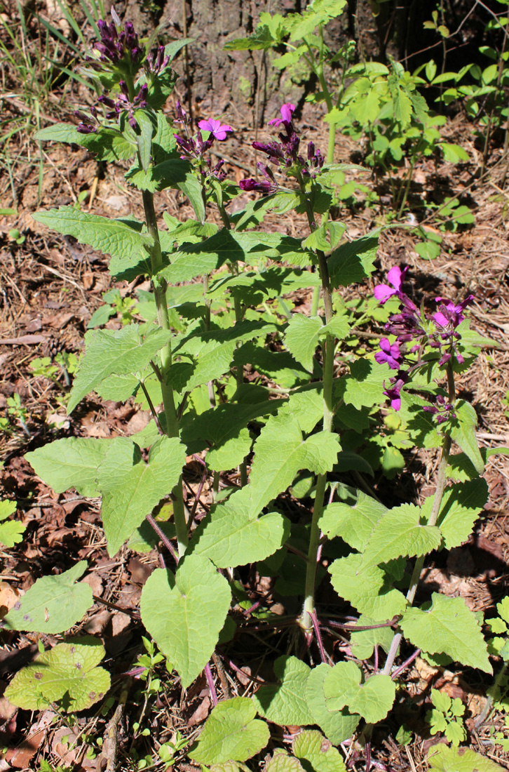 Изображение особи Lunaria annua.