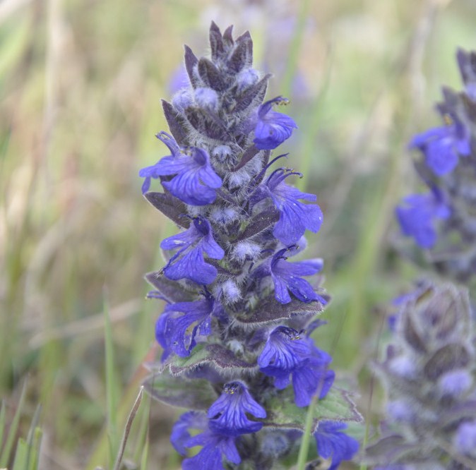 Image of Ajuga genevensis specimen.