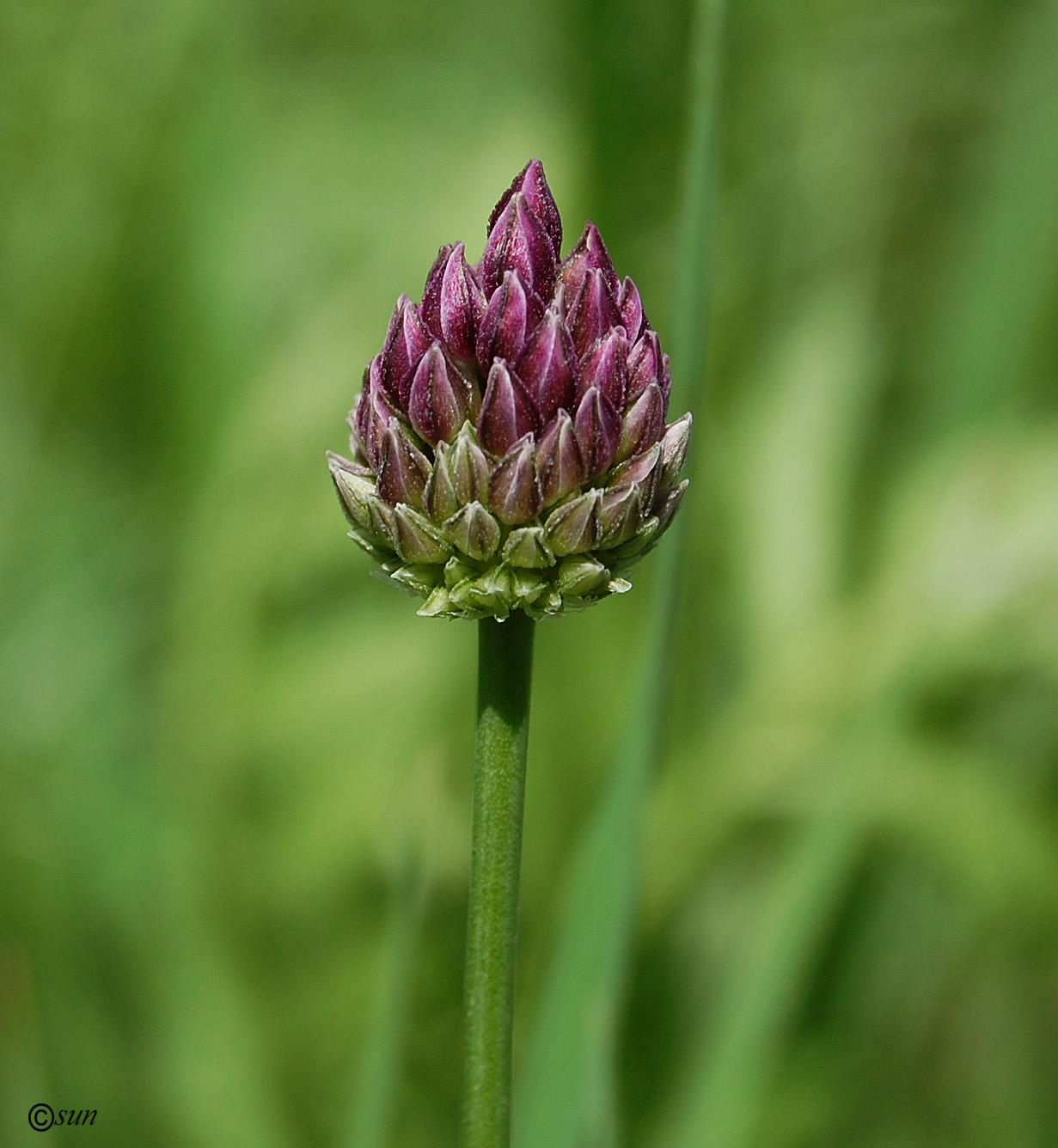 Image of Allium rotundum specimen.