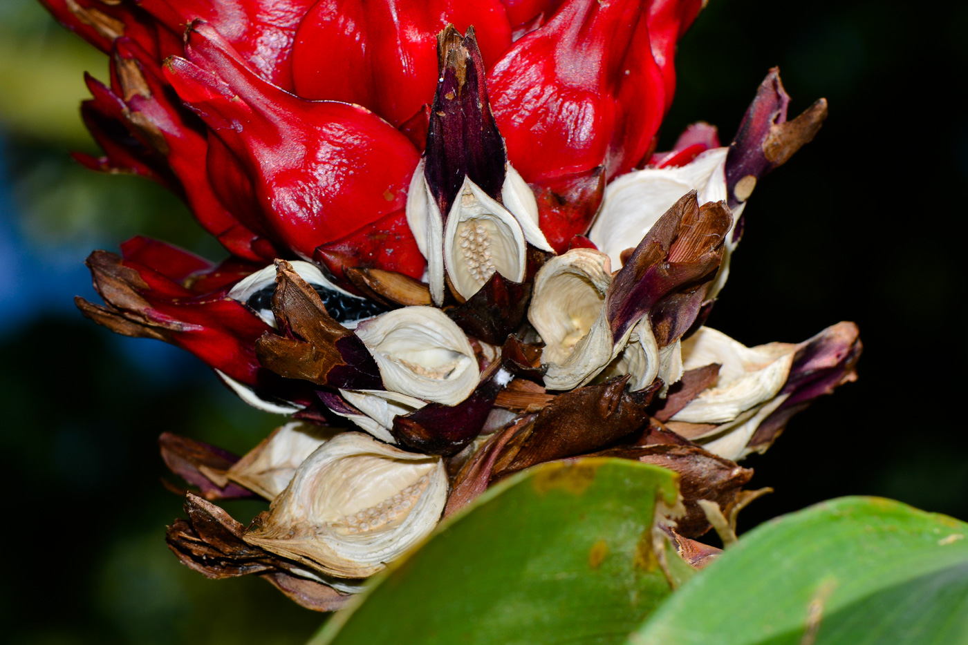 Изображение особи Hellenia speciosa.