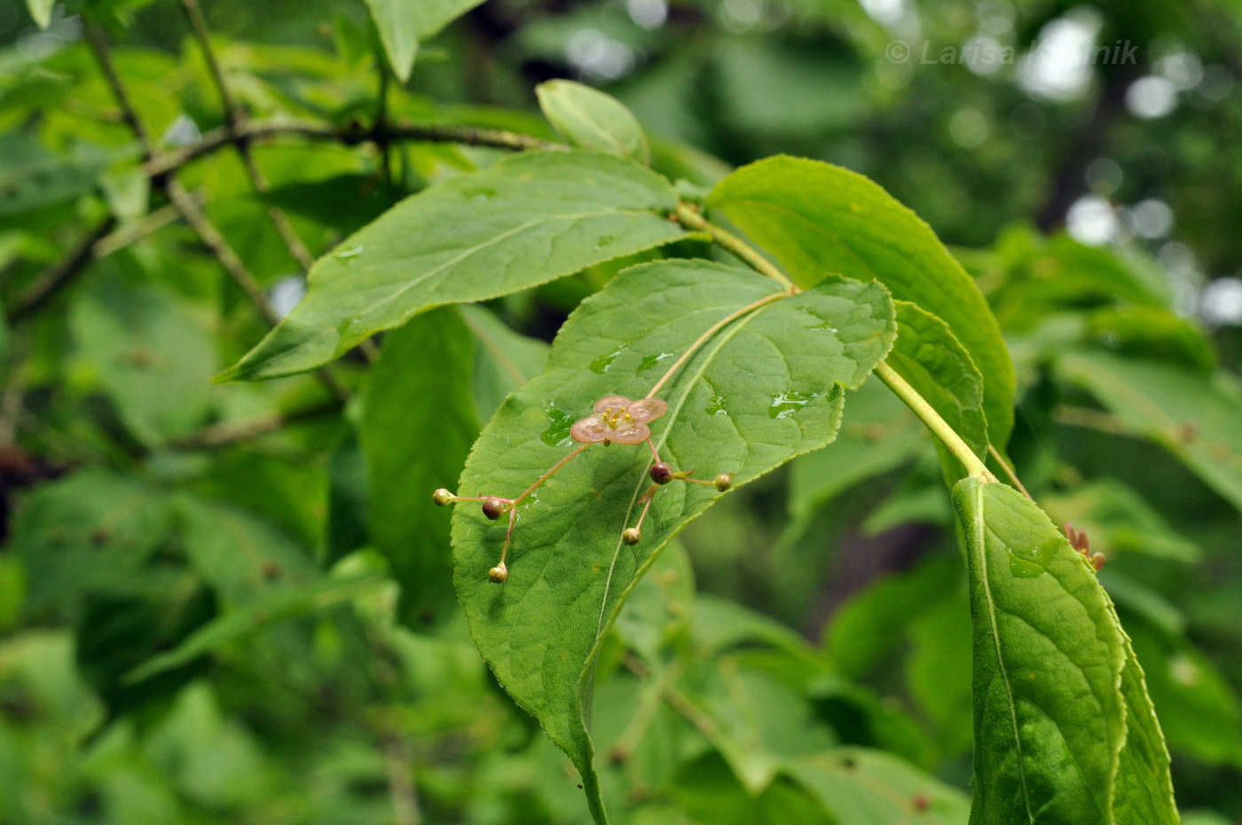 Image of Euonymus pauciflorus specimen.