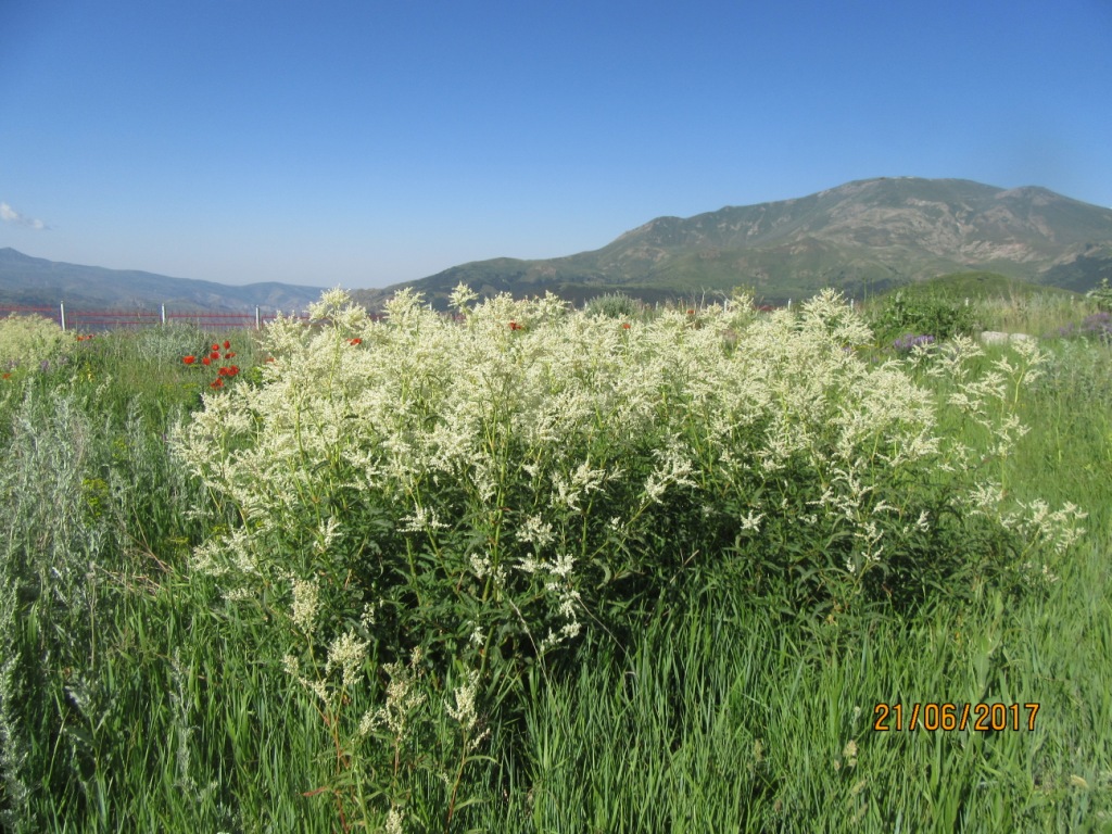 Изображение особи Aconogonon alpinum.