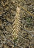 Agropyron pectinatum