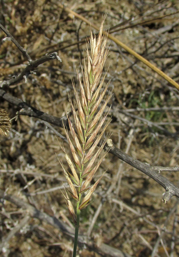 Изображение особи Agropyron pectinatum.