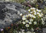 Diapensia lapponica