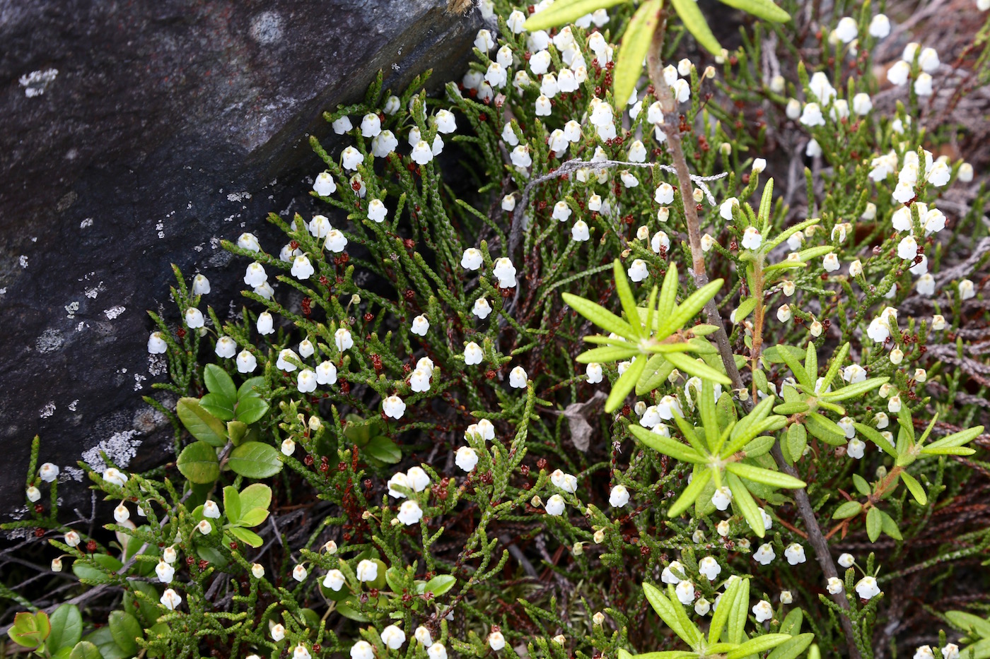 Изображение особи Cassiope redowskii.