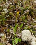 Taraxacum alascanum. Цветущее растение. Камчатский край, Усть-Большерецкий р-н, Толмачёвский дол, озеро Толмачёвское, сухая тундра недалеко от озера. 28.06.2017.