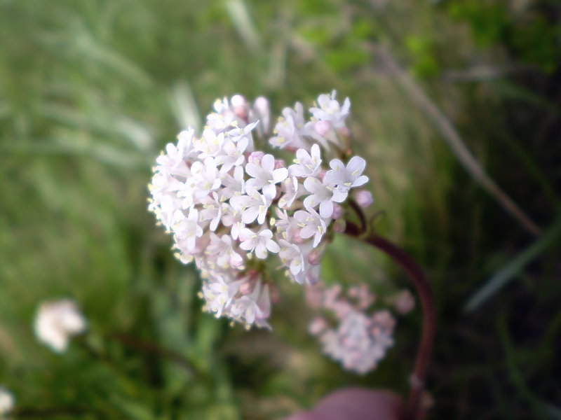 Image of Valeriana tuberosa specimen.