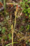 Carex vaginata. Верхушка плодоносящего растения. Окрестности Мурманска, конец августа 2008 г.