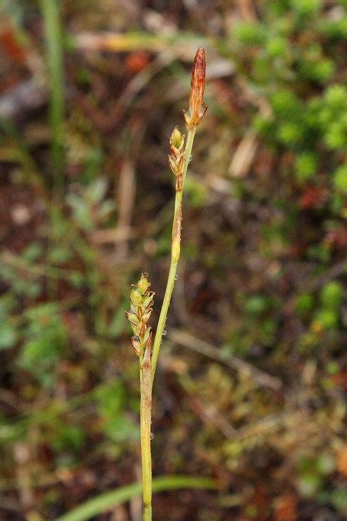 Изображение особи Carex vaginata.