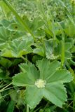 Alchemilla