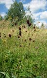 Sanguisorba officinalis