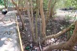 genus Rhizophora. Нижние части деревьев. Таиланд, о-в Пхукет, курорт Ката, канал. 17.01.2017.