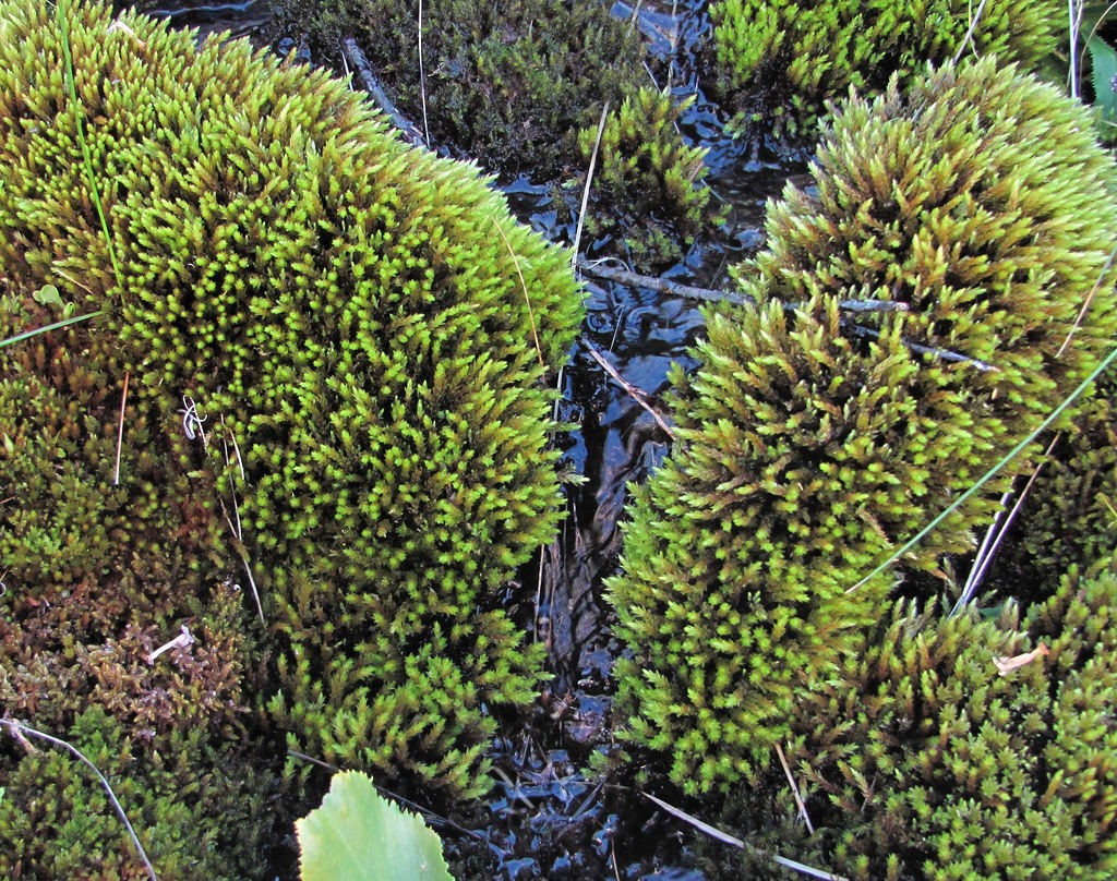 Image of Bryum schleicheri specimen.