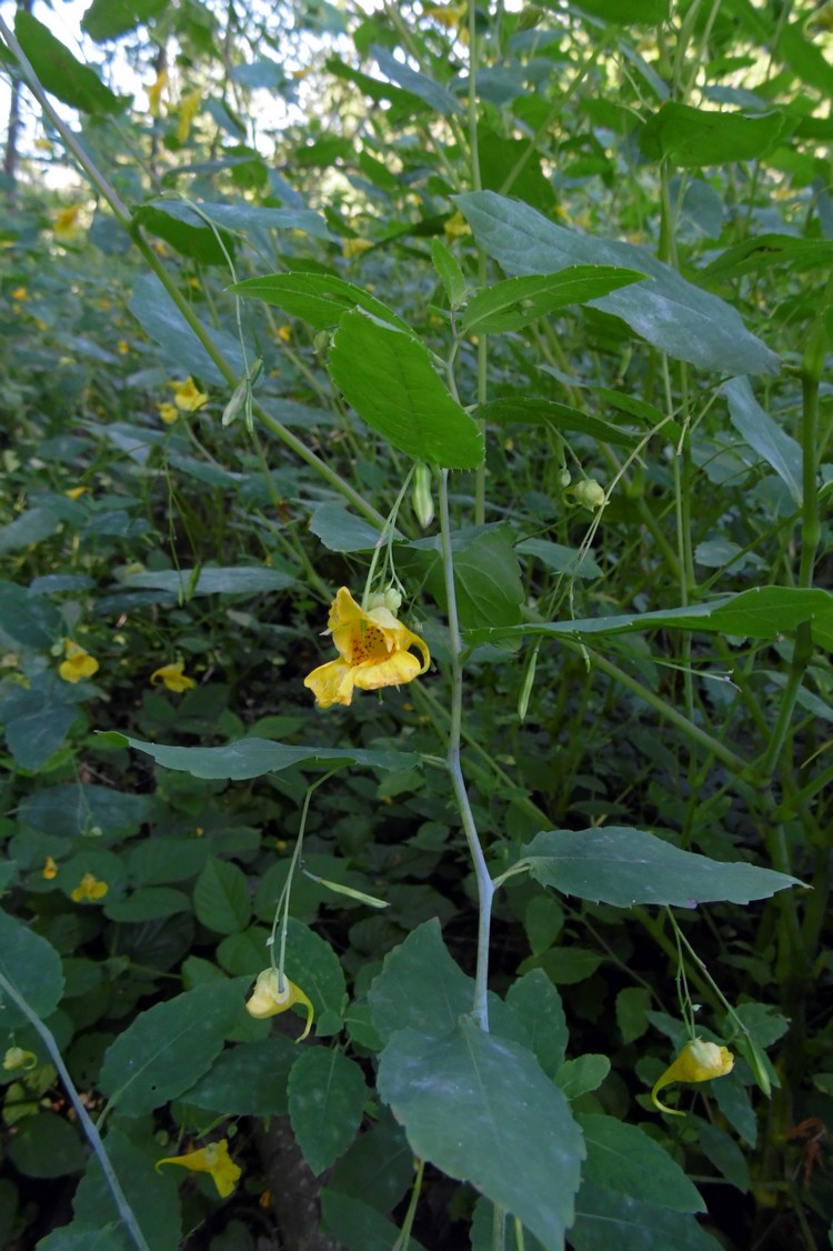 Image of Impatiens noli-tangere specimen.