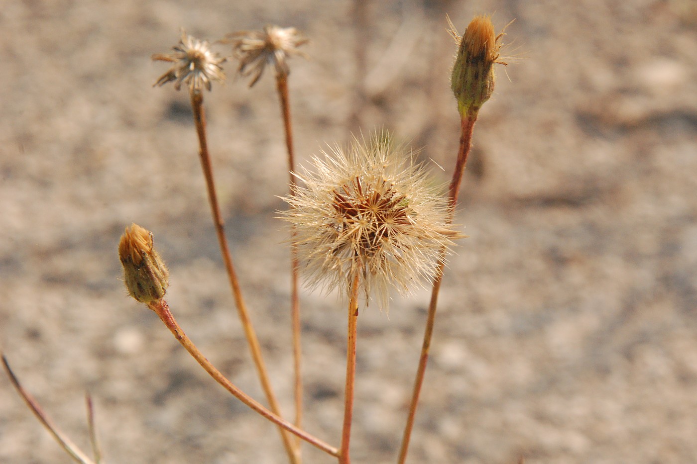 Image of Scorzoneroides autumnalis specimen.