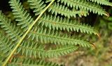 Pteridium aquilinum подвид atlanticum. Часть вайи (обратная сторона). Испания, национальный парк \"Атлантические острова Галисии\", архипелаг Cies, о-ов Montefaro, сосновый с примесью эвкалипта лес на горном склоне. Июль.